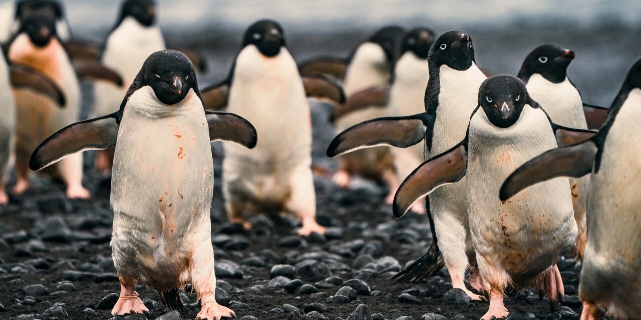 https://www.ipomehotels.com/en/wp-content/uploads/2021/01/Pinguini-Photo-by-Rod-Longa-on-unsplash-1280x640.jpg