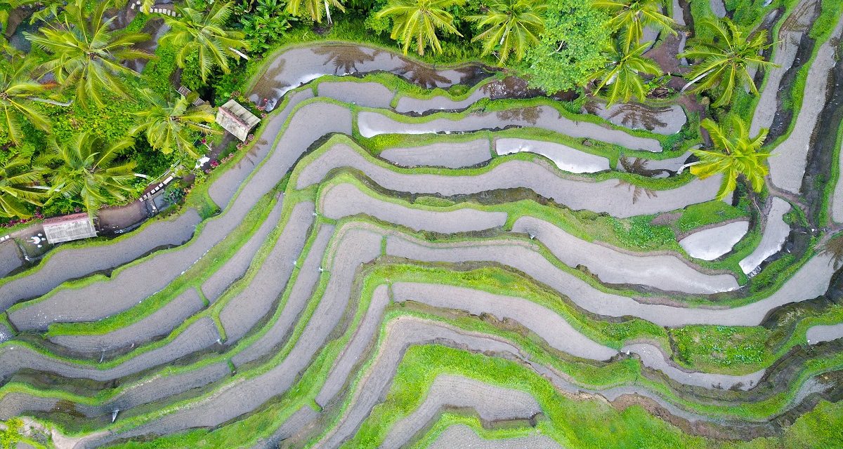 https://www.ipomehotels.com/en/wp-content/uploads/2021/10/Rice-irrigation-2-1200x640.jpg